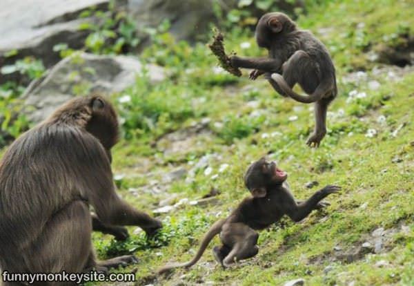 mplay monkeys