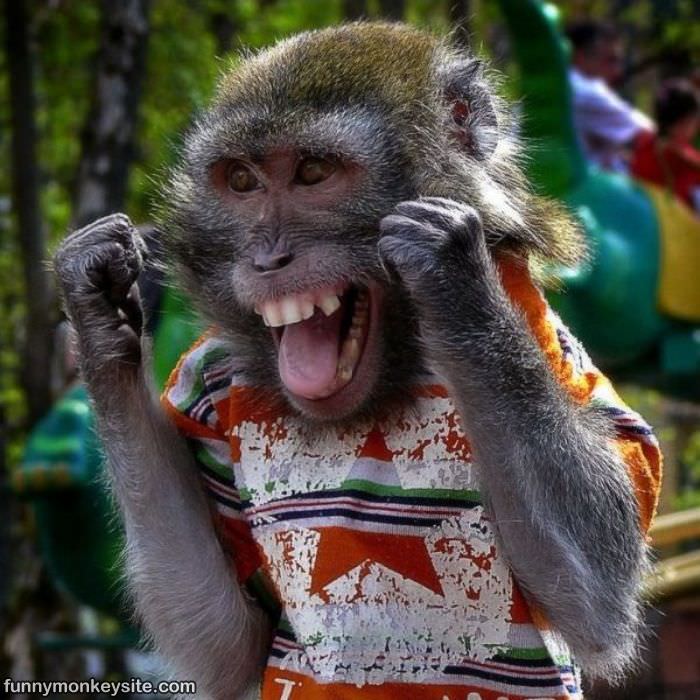 http://www.funnymonkeysite.com/pictures/Happy_Monkey.jpg