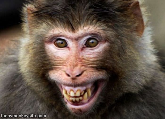 Download this Monkey Smiling This... picture