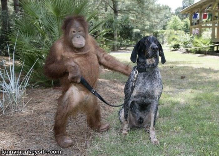 funny monkey and dog