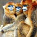 A Funny Monkey Family