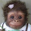 Cute Dressed Up Monkey