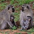 Cute Monkey Familys