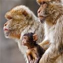 Cutest Monkey Family Ever