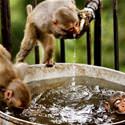 Little Monkey Bath