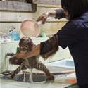 Monkey Bath Time