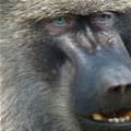 Monkey Closeup