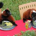 Monkey Dinner