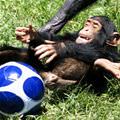 Soccer Monkey
