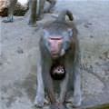 Upside Down Monkey