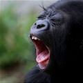 Yawn Monkey