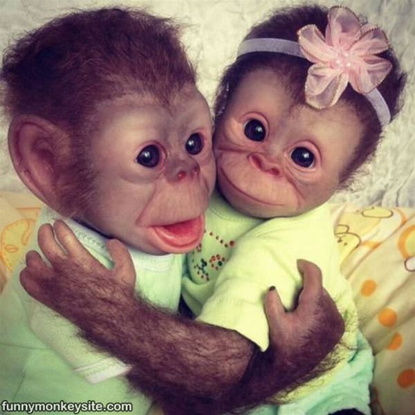 Baby Monkeys - Funny Monkey Pictures