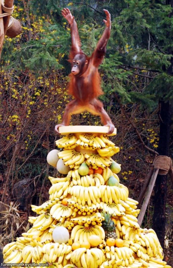 Banana Balance