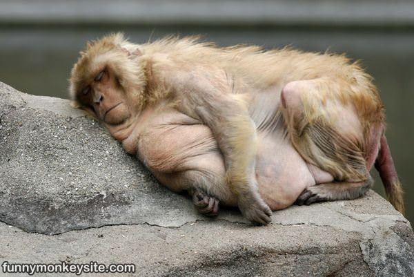 Fat And Tired