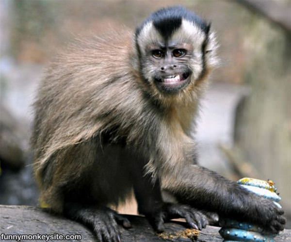 Funny Smiling Monkey