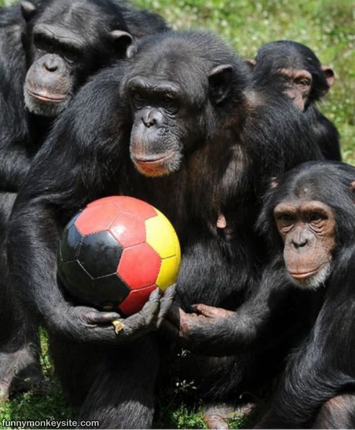 Юмористические команды. Обезьяна футболист. Шимпанзе. Прикольные обезьяны. Много обезьян.