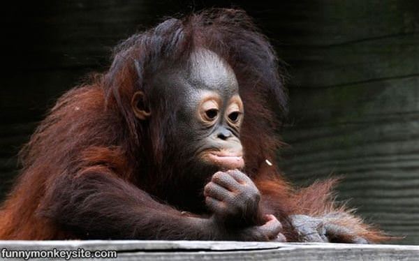 Lost In Throught Monkey