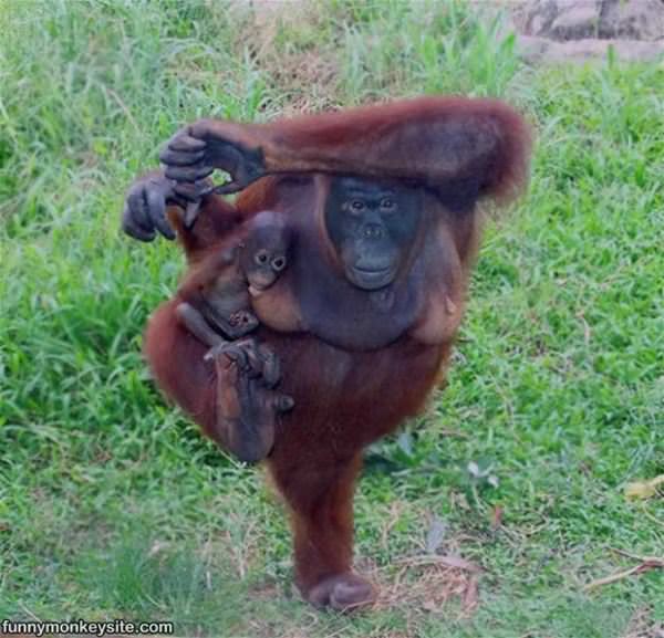 Monkey Balance