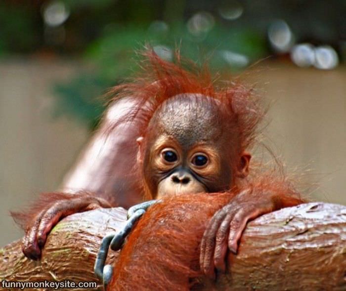 My Crazy Hair - Funny Monkey Pictures
