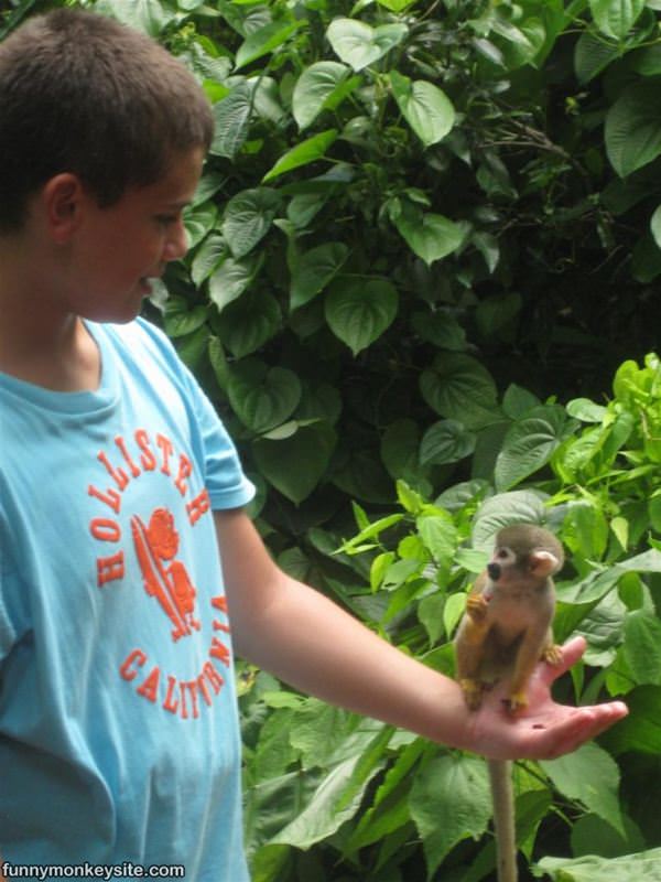 One Hand Of Monkey