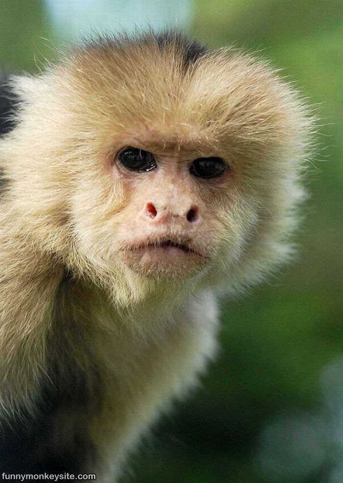 21 animal. Капуцин детеныш. Капуцин альбинос. Пушистые обезьянки. Пушистая обезьяна.
