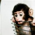 Baby Monkey