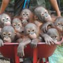 Barrel Of Monkeys