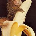 Chiquita Monkey