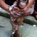 Cute Baby Orangutan Bath