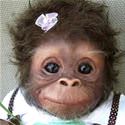 Cute Little Monkey