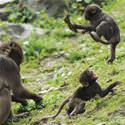 Cute Monkey Play Time