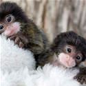 Cute Tiny Monkeys