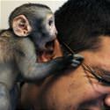 Ear Eating Monkey