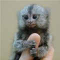 Finger Monkey