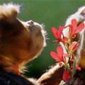 Flower Monkeys
