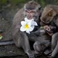 Flower Picking