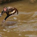 Flying Bath Monkey