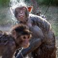 Funny Monkey Bath