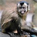 Funny Smiling Monkey