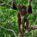 Hanging In A Tree