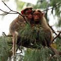 Hanging Out In A Tree