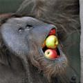 I Looove Apples