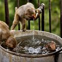 Little Monkey Bath