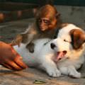 Monkey And Puppy