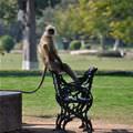 Monkey At The Park