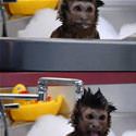 Monkey Bath