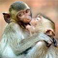 Monkey Kiss