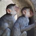 Monkey Licking Walls