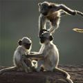 Monkey Play