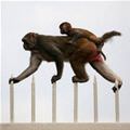 Monkey Run